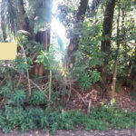 Terreno à venda em Tremembé, São Paulo, SP