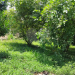 Chácara à venda com 2 quartos em Vila Caputera, Mogi das Cruzes, SP