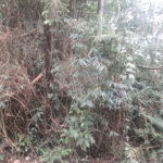 Terreno à venda em Suasalito, Mairiporã, SP