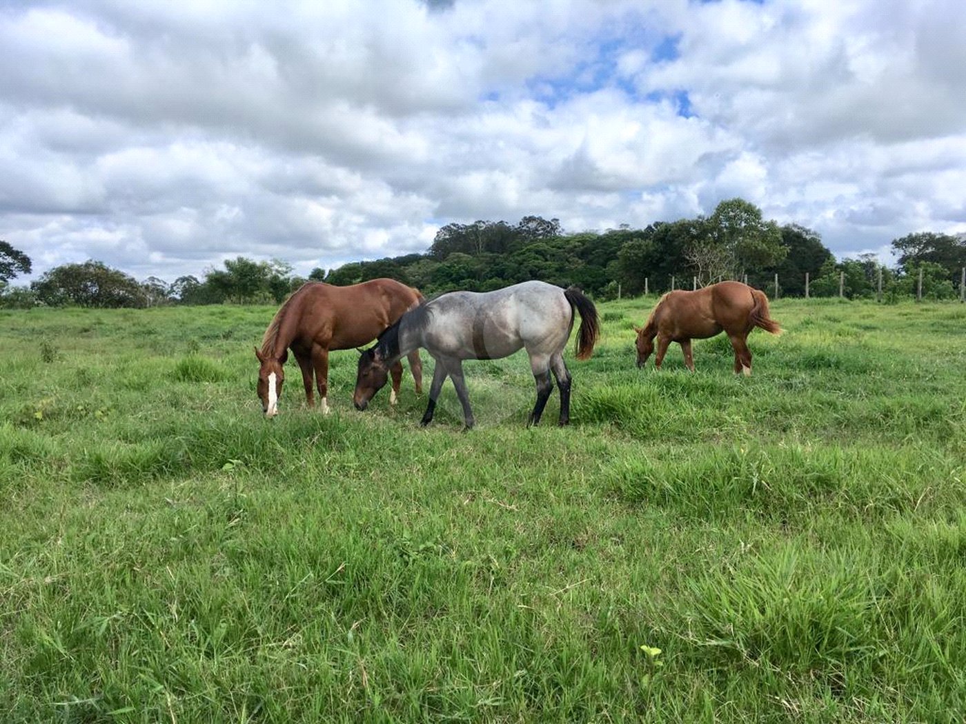 Sítio à venda com 3 suítes em Jardim Guaçu, São Roque, SP