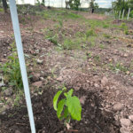 Terreno à venda em Nossa Senhora da Guia, Cuiabá, MT