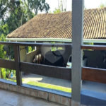 Chácara à venda com 5 quartos, sendo 1 suíte, em Do Carmo (canguera), São Roque, SP