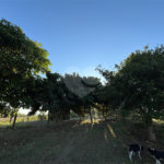 Sítio à venda com 3 quartos, sendo 1 suíte,  em Canta Galo, Itapetininga, SP