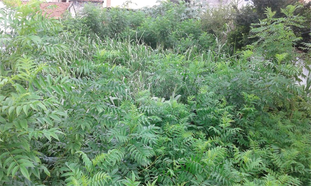 Terreno à venda em Imirim, São Paulo, SP