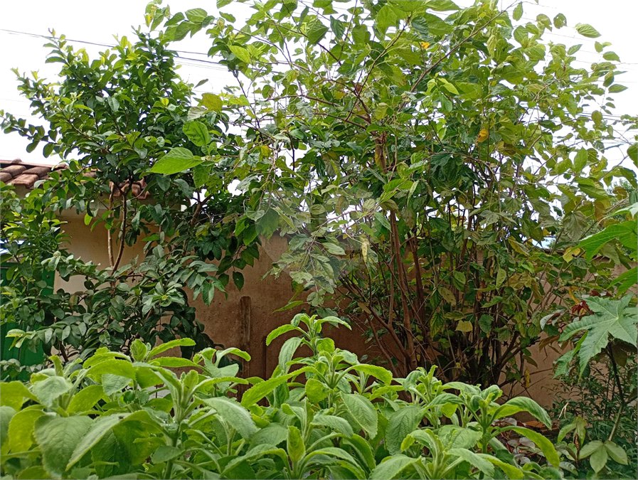 Casa à venda com 3 quartos em Vila Vieira (vila Xavier), Araraquara, SP