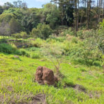 Terreno à venda em Chácara Fernão Dias, Bragança Paulista, SP