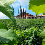 Terreno à venda com 1 suíte no condomínio Picollo Villaggio, Louveira - SP