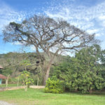 Sítio à venda com 3 quartos, sendo 1 suíte, no Centro, Guararema, SP