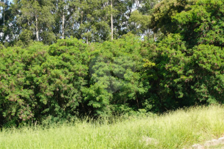 Terreno à venda em Bela Vista, Salto, SP