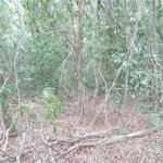Terreno à venda em Chácaras Alpina, Valinhos, SP