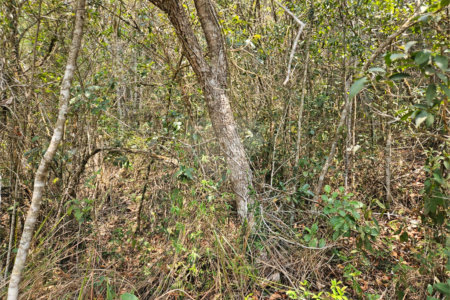 Terreno à venda em Curral, Ibiúna, SP