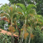 Chácara à venda com 4 quartos, sendo 1 suíte, em Zona Rural, Porangaba, SP