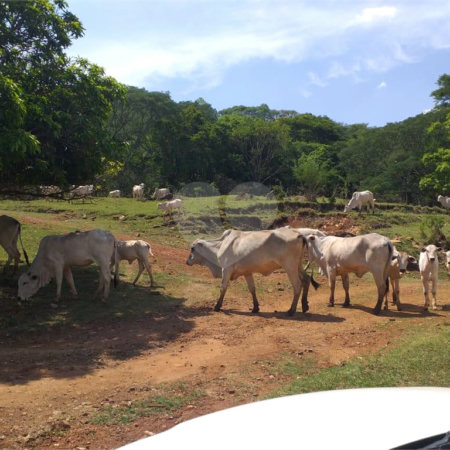 Sítio à venda com 2 quartos no Centro, Descalvado, SP
