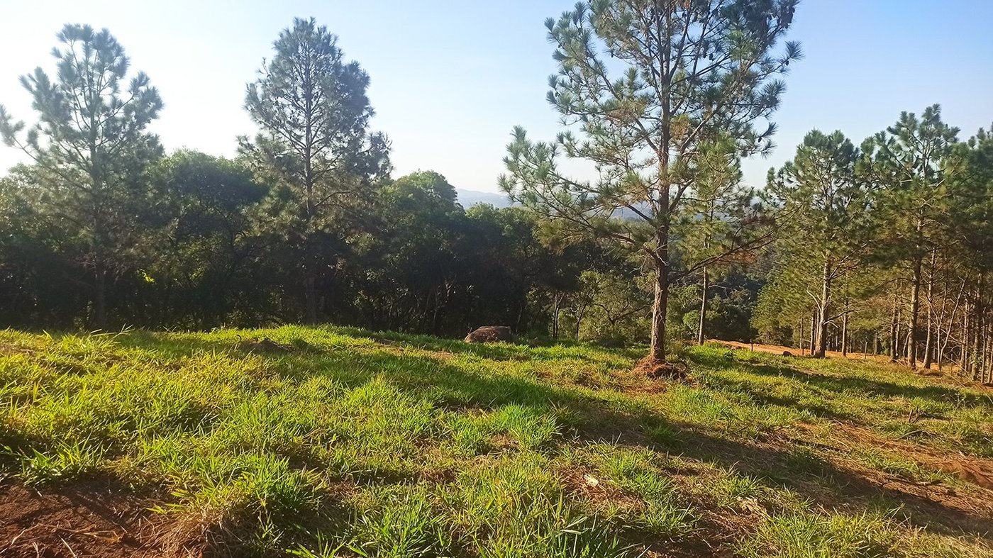 Fazenda Elisa - Fase 3