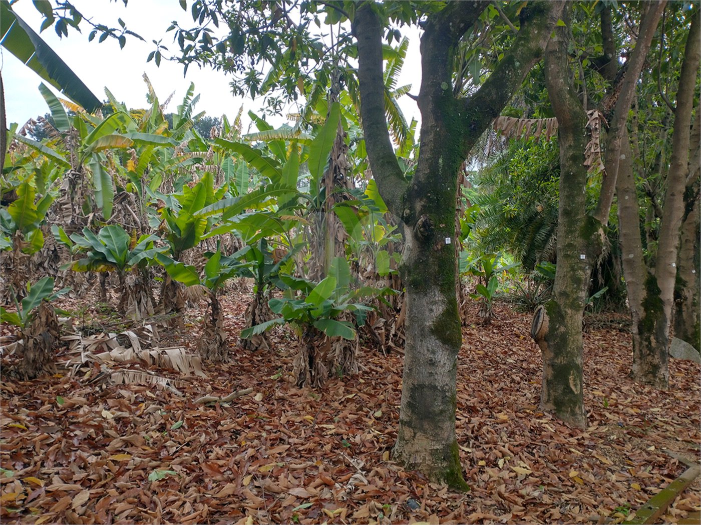 Terreno à venda em Jardim Bela Vista, Guarulhos, SP