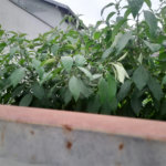 Terreno à Venda no Bairro Nobre Parque Santa Mônica