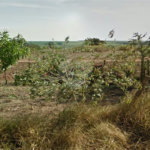 Área rural em Ibaté
