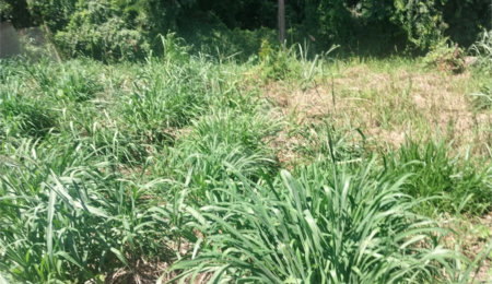 Terreno à venda em Residencial Capivari, Louveira, SP