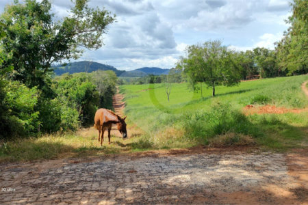 GLEBAS RURAIS EM PIRACAIA A PARTIR 20.000 M², EXCELENTE PARA CHÁCARAS E FAZENDINHAS