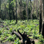 Loteamento à venda em Estância Santa Maria do Laranjal, Atibaia, SP