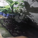 Sobrado à venda com 4 quartos no Brasilândia, São Paulo, SP