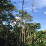 Terreno à venda em Serra da Cantareira, Mairiporã, SP