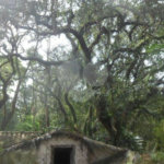 Terreno à venda com 1 suíte no condomínio Chácara Flora, São Paulo - SP