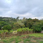 Terreno à venda em Bosque, Vinhedo, SP