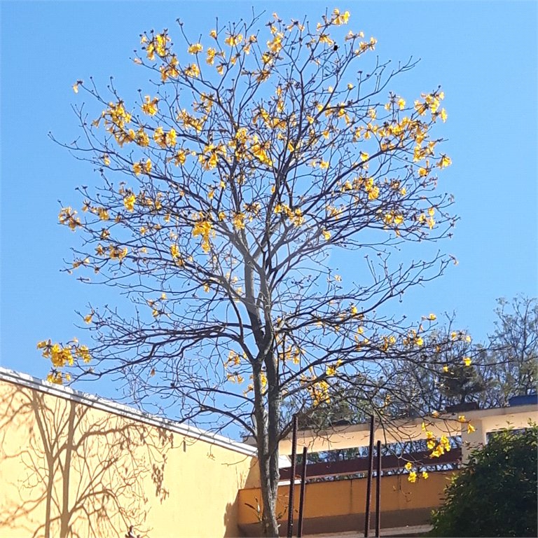 Casa Térrea à venda com 2 quartos, sendo 1 suíte,  em Horto Florestal, São Paulo, SP