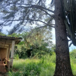 Terreno à venda em Jardim Patriarca, Ribeirão Preto, SP