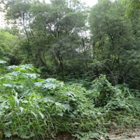 Terreno à venda em Vila Suzana, São Paulo, SP