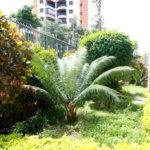 Apartamento à venda com 3 quartos, sendo 1 suíte, em Parque Mandaqui, São Paulo, SP