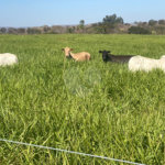 Fazenda à venda com 2 quartos em Canabrava, João Pinheiro, MG