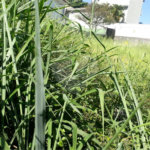 Terreno à venda em Jardim São Bento, São Paulo, SP