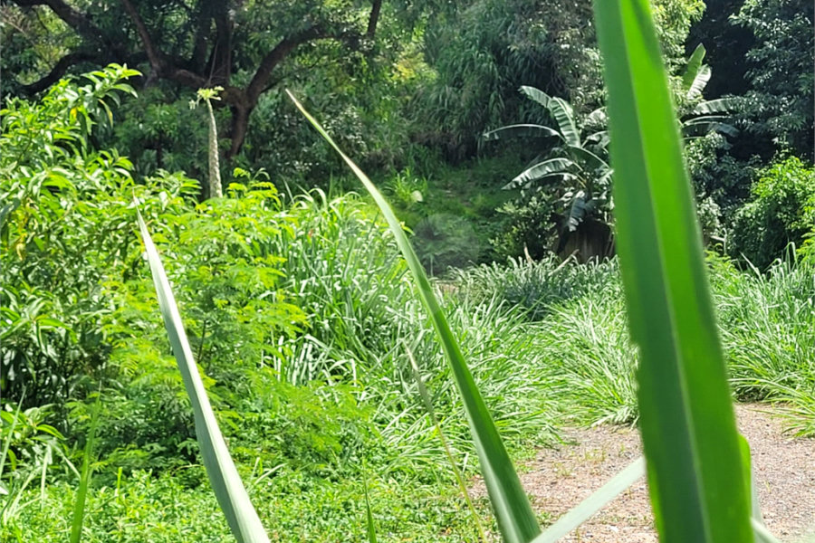Terreno à venda com 1 quarto em Santana, São Paulo, SP