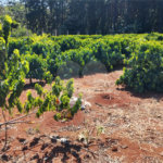 Chácara à venda em Campo Grande, Pilar do Sul, SP