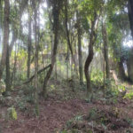 Terreno à venda em Jardim Peri Peri, São Paulo, SP