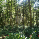 Terreno à venda em Serra da Cantareira, Mairiporã, SP
