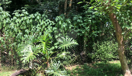 Terreno à venda em Serra da Cantareira, Mairiporã, SP