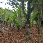 Terreno à venda em Jardim Bela Vista, Guarulhos, SP