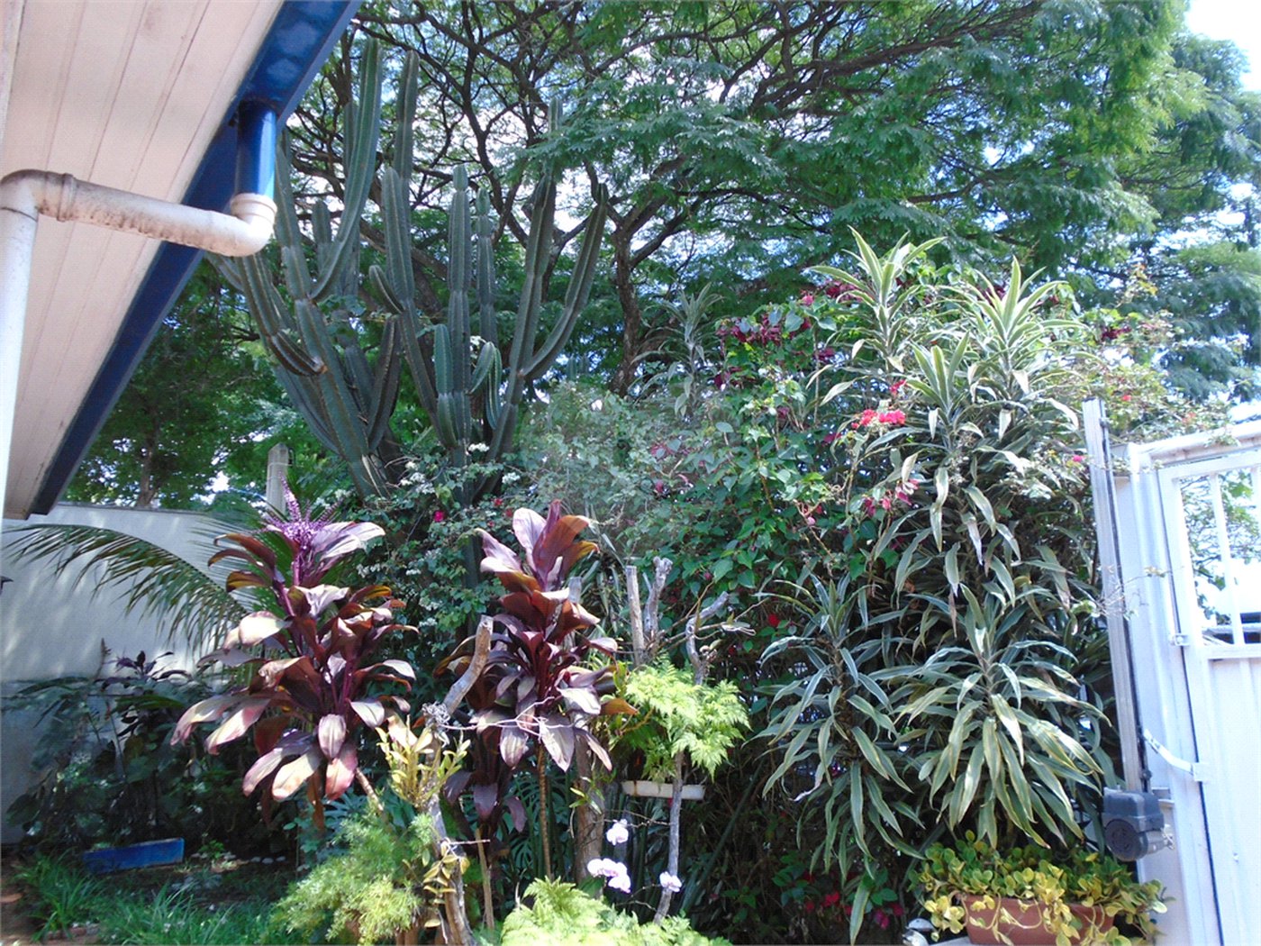 Casa Térrea à venda com 3 quartos em Campo Belo, São Paulo, SP