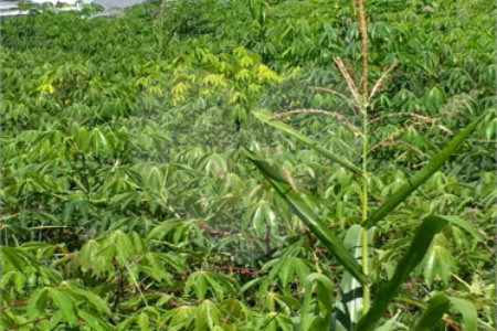 Terreno à venda em Jardim do Lago, Atibaia, SP