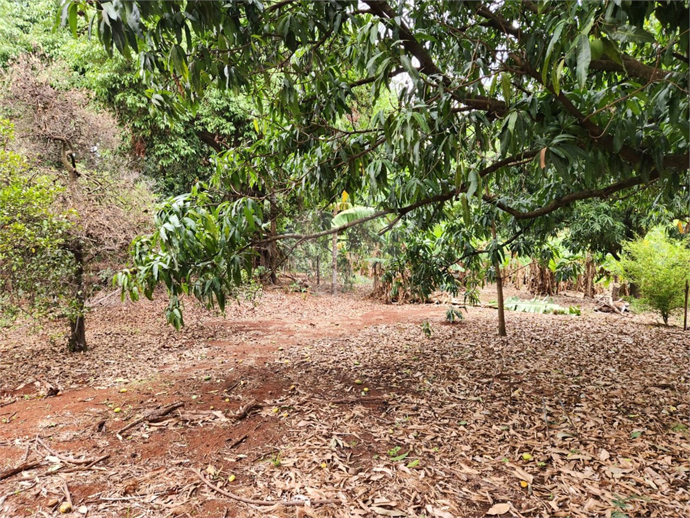 Chácara à venda com 2 quartos em Jardim Califórnia, Araraquara, SP