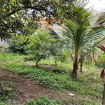 Terreno à venda em Vila Gustavo, São Paulo, SP
