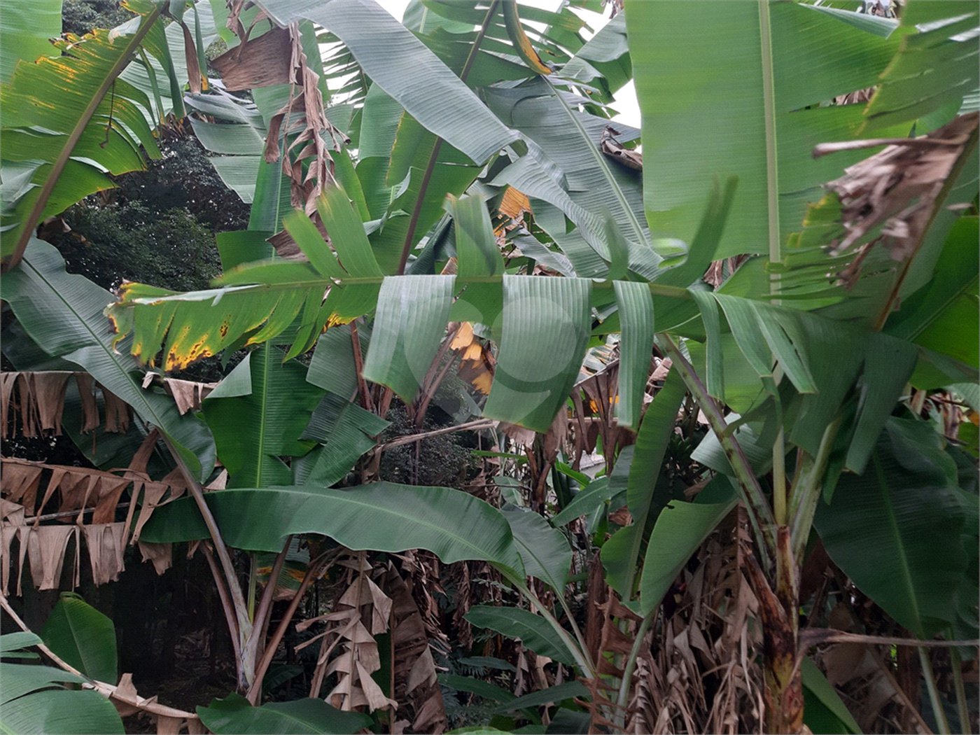 Terreno à venda em Vila Gustavo, São Paulo, SP