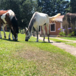 Sítio à venda com 3 suítes em Vila Darcy Penteado (mailasqui), São Roque, SP