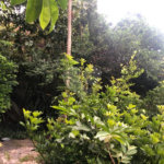 Casa Térrea à venda com 2 quartos em Casa Verde, São Paulo, SP