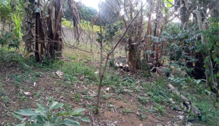 Terreno à venda ou para alugar no condomínio São Marcos, São Paulo - SP