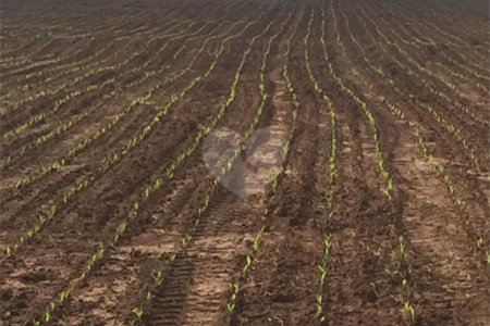 Fazenda à venda com 2 quartos em Canabrava, João Pinheiro, MG