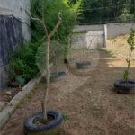Terreno à venda ou para alugar em Parque Morumbi, Mogi das Cruzes, SP